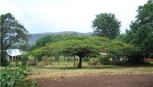 Beautiful tree at Ikoba school